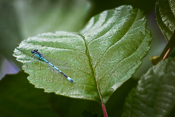 Damselfly resting on leaf 