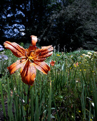 orange day lily in garden setting