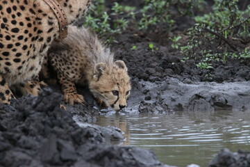 cheetah in the wild