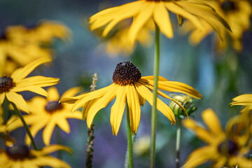 rudbeckia flower yellow and  black 