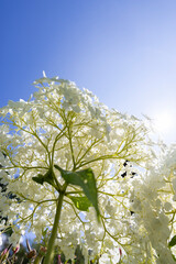 white hydrangea, flower close up looking up with blue sky behind