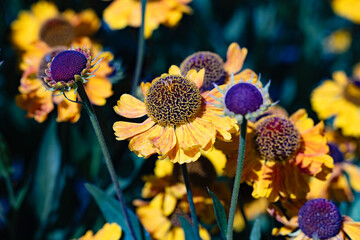 group of  seneezeweed, yellow and black flowers