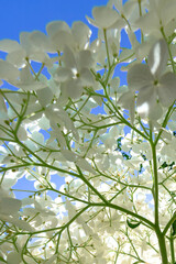 white hydrangea, flower close up looking up with blue sky behind