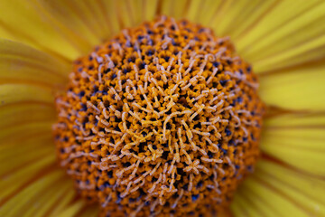 center of yellow flower