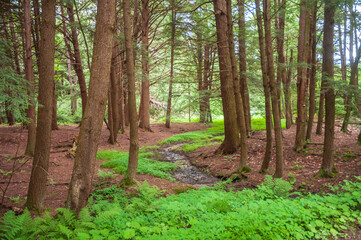 Calm Stream at Chapman State Park in Pleasant Township, Warren County, Pennsylvania