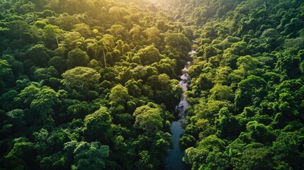 Cinematic, Aerial Photography, dense Amazon Rainforest, tropical wet climate, rich greens of the canopy, winding rivers, biodiversity hotspot.
