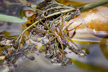 spider on weeds in water