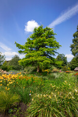 garden view in summer
