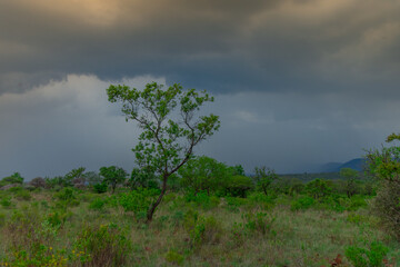 Safari under stormy skies in South Africa in the Burgersfort region
