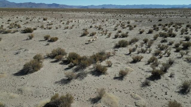 Small group of vicuna running scared from drone, Argentina. Aerial tracking