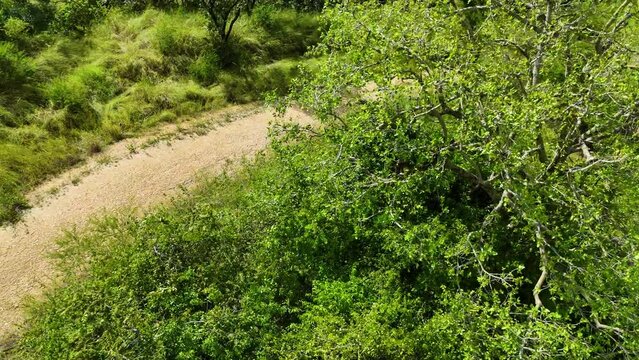 Drone circling wild Baboon monkeys on a tree, in the rainforests of Uganda, Africa