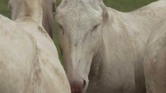 Close-Up of a white donkey (Barockesel) standing in a group of other white donkeys. (Slow Motion - 4K)