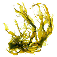 swaying kelp seaweed isolated on white background - obrazy, fototapety, plakaty
