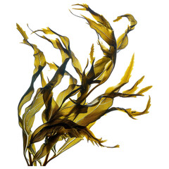 swaying kelp seaweed isolated on white background