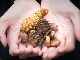 Dried pine cones arranged on hand. Food objects or natural decorations.