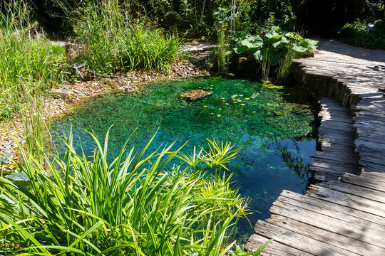 Ecosyst&egrave;me et zone humide - cr&eacute;ation d'une mare entour&eacute;e de plantes et d'une terrasse en bois dans un jardin naturel