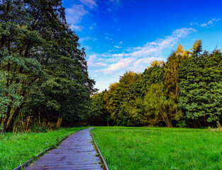 path in the forest, Newmiller Lake