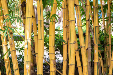 Bamboo in the park, Thailand. (Selective focus)