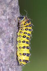 Caterpillar of the Papilio machaon on tree