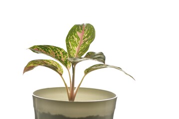 Chinese evergreen or aglaonema isolated on white with high key lighting. 