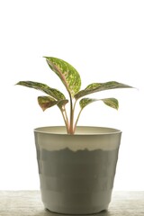 Chinese evergreen or aglaonema isolated on white with high key lighting. 