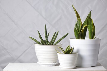 Various type of sansevieria: trifasciata and cylindrica isilated on white. Sansevieria now included in genus Dracaena is known as snake plant