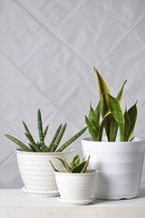 Various type of sansevieria: trifasciata and cylindrica isilated on white. Sansevieria now included...