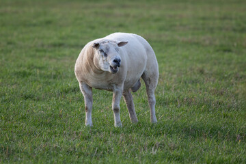 A close up of a sheep, the ram has been shorn.  the wool is very short. It is standing in a field with no people and space for text - 702631430