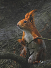 Eichhörnchen (Sciurus)