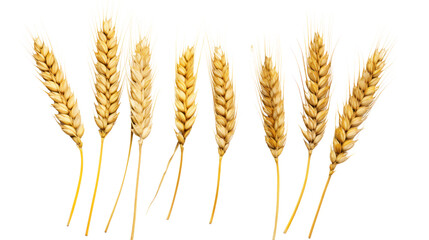 Wheat ears or heads set isolated on transparent and white background.PNG image. - obrazy, fototapety, plakaty