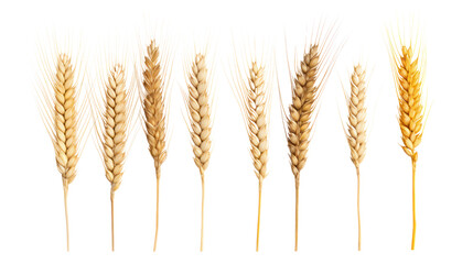 Wheat ears or heads set isolated on transparent and white background.PNG image.