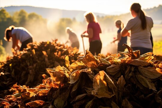 Workers Manually Collecting And Sorting Tobacco Leaves In A Field, Early Morning Sun Highlighting The Scene