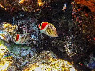 Chaetodon paucifasciatus or Eritrean butterflyfish in the Red Sea coral reef