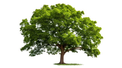 green trees isolated on whiteisolated on transparent and white background.PNG image.