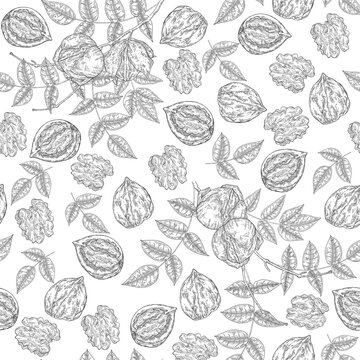 Walnuts seamless pattern. Hand drawn Walnut tree nuts and leaves. Vector illustration engraved.