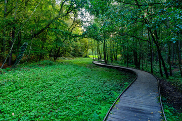 path in the forest, Newmiller Lake