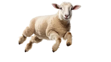 Poster Little sheep jumping in the air isolated on white background  © CStock