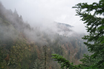 mist in a forest valley