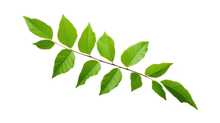 Fototapeta premium green single leaves isolated on white background,