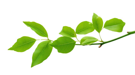 Fototapeta na wymiar green single leaves isolated on white background,