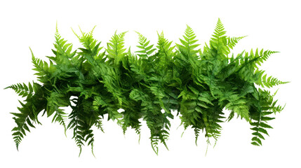 Green leaves tropical foliage plant bush of cascading Fishtail fern isolated on transparent and...