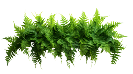 Green leaves tropical foliage plant bush of cascading Fishtail fern isolated on transparent and white background.PNG image.