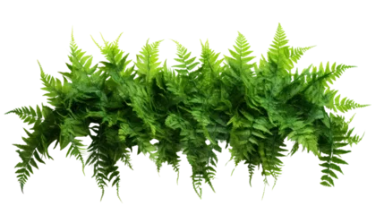 Fototapeten Green leaves tropical foliage plant bush of cascading Fishtail fern isolated on transparent and white background.PNG image. © CStock