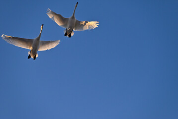 The arrival of swans, Utsunomiya, Tochigi