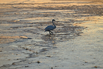 The arrival of swans, Utsunomiya, Tochigi