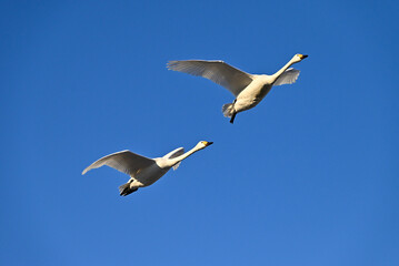 The arrival of swans, Utsunomiya, Tochigi