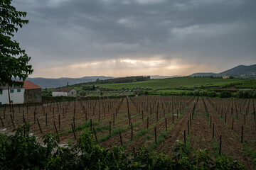 Fototapeta na wymiar Weinberg im Regen, Douro-Tal