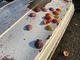 いろんな海の顔