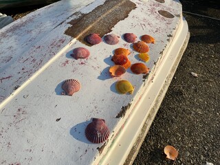 いろんな海の顔