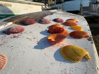 いろんな海の顔